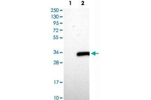 Image no. 2 for anti-Ankyrin Repeat and SOCS Box Containing 7 (ASB7) antibody (ABIN5573034)