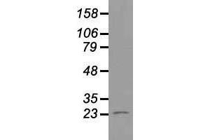 Image no. 4 for anti-Neurogenin 1 (NEUROG1) antibody (ABIN1499700)