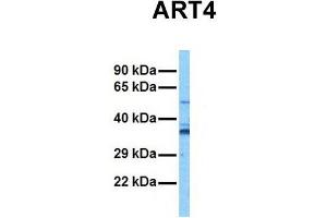 Image no. 2 for anti-ADP-Ribosyltransferase 4 (Dombrock Blood Group) (ART4) (Middle Region) antibody (ABIN2775486)