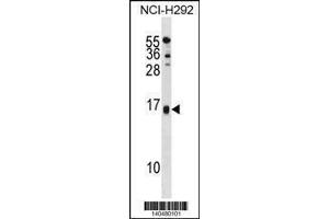 Image no. 1 for anti-Selenoprotein M (SELM) (AA 117-145), (C-Term) antibody (ABIN1881785)