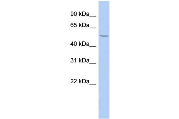 anti-beta-1,3-N-Acetylgalactosaminyl Transferase 2 (B3GALNT2) (Middle Region) antibody
