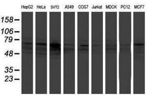 Image no. 8 for anti-Fragile X Mental Retardation 1 (FMR1) (AA 26-279) antibody (ABIN1491292)