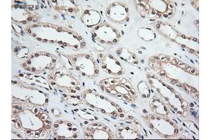 Image no. 4 for anti-Neurotrophin 3 (NTF3) (AA 139-257) antibody (ABIN1490920)