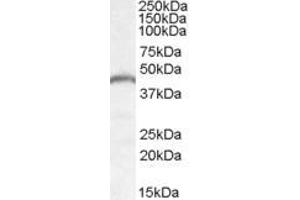 Image no. 2 for anti-Patatin-Like phospholipase Domain Containing 3 (PNPLA3) (Internal Region) antibody (ABIN361184)