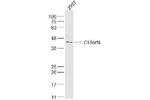 Image no. 1 for anti-Fragile Site, Folic Acid Type, Rare, Fra(10)(q23.3) Or Fra(10)(q24.2) Candidate 1 (FRA10AC1) antibody (ABIN1387156)