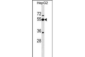 PI16 抗体  (AA 301-329)