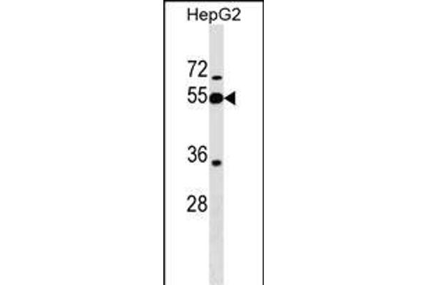 PI16 抗体  (AA 301-329)