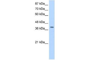 Image no. 1 for anti-La Ribonucleoprotein Domain Family, Member 7 (LARP7) (C-Term) antibody (ABIN630024)