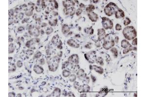 Immunoperoxidase of monoclonal antibody to STK40 on formalin-fixed paraffin-embedded human pancreas.