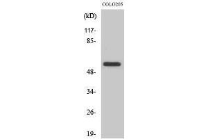 Western Blotting (WB) image for anti-CDC-Like Kinase 2 (CLK2) (N-Term) antibody (ABIN3183961)