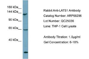Image no. 2 for anti-LATS, Large Tumor Suppressor, Homolog 1 (Drosophila) (LATS1) (Middle Region) antibody (ABIN2787626)