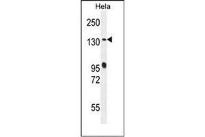 anti-DENN/MADD Domain Containing 5A (DENND5A) (AA 702-732), (Middle Region) antibody