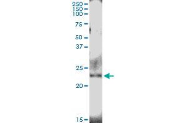 NUDT4 antibody  (AA 1-180)