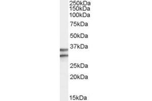 Image no. 1 for anti-G Protein-Coupled Receptor 3 (GPR3) (Internal Region) antibody (ABIN334411)