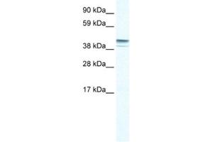 Image no. 1 for anti-Zinc Finger Protein 627 (ZNF627) antibody (ABIN2461057)