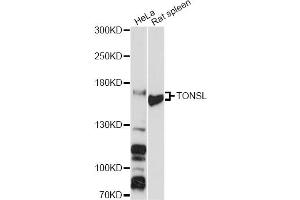 Image no. 1 for anti-Tonsoku-Like, DNA Repair Protein (NFKBIL2) antibody (ABIN6293687)