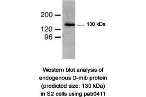 Image no. 2 for anti-Mindbomb E3 Ubiquitin Protein Ligase 1 (MIB1) (N-Term) antibody (ABIN347485)