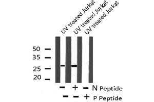 Image no. 4 for anti-Caveolin 2 (CAV2) (pTyr19) antibody (ABIN6271378)