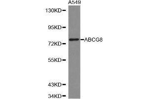 Image no. 2 for anti-ATP-Binding Cassette, Sub-Family G (WHITE), Member 8 (ABCG8) antibody (ABIN3022643)