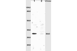 Image no. 2 for anti-NAD(P)H Dehydrogenase, Quinone 1 (NQO1) (AA 201-274) antibody (ABIN678428)