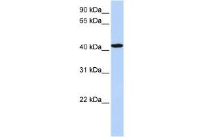TADA1 Antikörper  (C-Term)