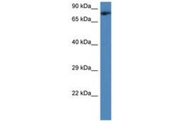TMCO3 antibody  (AA 244-293)