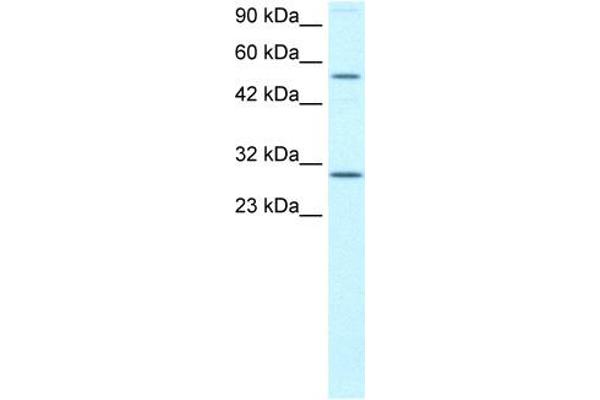 anti-Odd-Skipped Related 2 (OSR2) (N-Term) antibody