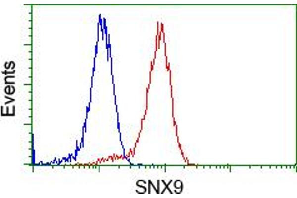 SNX9 抗体