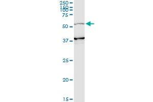 PIK3R3 antibody  (AA 271-380)