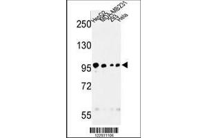 Image no. 1 for anti-Microtubule Associated serine/threonine Kinase-Like (MASTL) antibody (ABIN652294)
