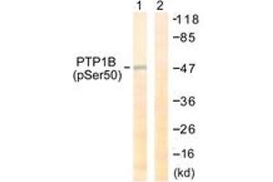 Western blot analysis of extracts from COS7 cells treated with UV 30', using PTP1B (Phospho-Ser50) Antibody.