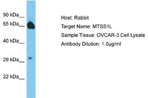 Image no. 1 for anti-Metastasis Suppressor 1-Like (MTSS1L) (Middle Region) antibody (ABIN2791679)
