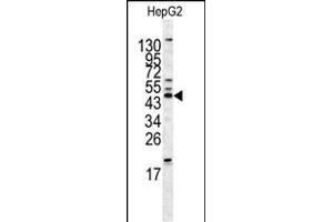 HOMER1 antibody  (N-Term)