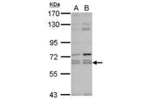 Image no. 1 for anti-Kelch-Like 12 (Drosophila) (KLHL12) (AA 81-341) antibody (ABIN1497056)