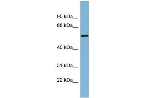 Image no. 1 for anti-Mesoderm Induction Early Response 1, Family Member 2 (MIER2) (Middle Region) antibody (ABIN2787002)