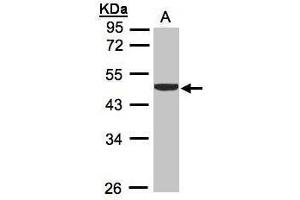 Image no. 1 for anti-Creatine Kinase, Brain (CKB) (Center) antibody (ABIN2855157)