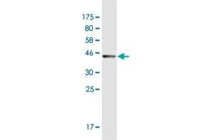 Image no. 1 for anti-Testis Expressed 14 (TEX14) (AA 1392-1491) antibody (ABIN949495)