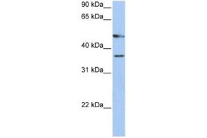 Image no. 1 for anti-Forkhead Box D4 (FOXD4) (C-Term) antibody (ABIN2783131)