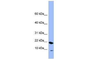 Image no. 2 for anti-Peptidyl Prolyl Cis/Trans Isomerase NIMA Interacting 4 Protein (PIN4) (N-Term) antibody (ABIN2786841)