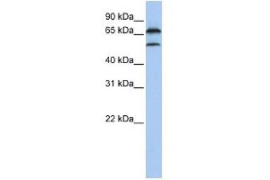 Image no. 1 for anti-F-Box Protein 7 (FBXO7) (Middle Region) antibody (ABIN2774701)