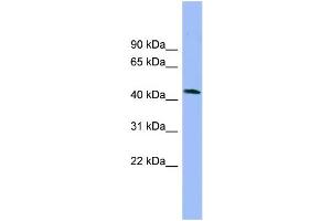 Image no. 1 for anti-N-Terminal EF-Hand Calcium Binding Protein 3 (NECAB3) (N-Term) antibody (ABIN2787331)