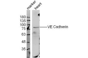 Image no. 2 for anti-Cadherin 5 (CDH5) (AA 601-700) antibody (ABIN729343)
