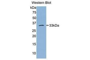 Image no. 1 for anti-Bleomycin Hydrolase (BLMH) (AA 213-447) antibody (ABIN1175598)