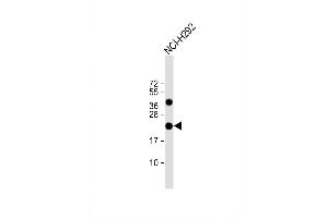 Image no. 2 for anti-Interferon, alpha 8 (IFNA8) (AA 163-189), (C-Term) antibody (ABIN1881447)