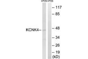 Image no. 1 for anti-Potassium Channel, Subfamily K, Member 4 (KCNK4) (AA 332-381) antibody (ABIN1535187)