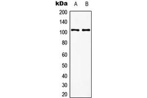 Image no. 1 for anti-Glutamate Receptor, Metabotropic 8 (GRM8) (C-Term) antibody (ABIN2704987)