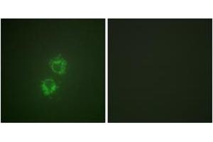 Immunofluorescence analysis of HeLa cells, using 14-3-3 thet/tau (Phospho-Ser232) Antibody.