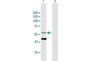 Image no. 1 for anti-Cytochrome P450, Family 4, Subfamily F, Polypeptide 12 (CYP4F12) (AA 1-524) antibody (ABIN528822)