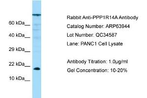 Image no. 1 for anti-Protein Phosphatase 1, Regulatory (Inhibitor) Subunit 14A (PPP1R14A) (N-Term) antibody (ABIN2789677)