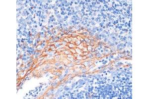 Immunohistochemistry of paraffin-embedded Human tonsil using AREG Polyclonal Antibody at dilution of 1:100 (40x lens).